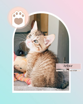 Adopter Arthur