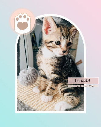 Adopter Lancelot