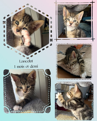 Adopter Lancelot