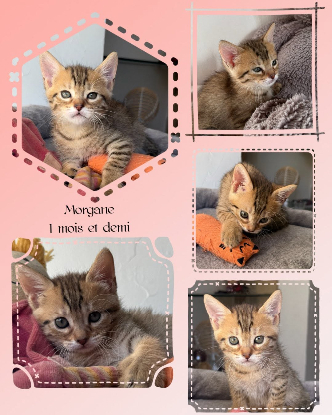 Adopter Morgane