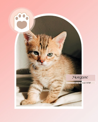 Adopter Morgane