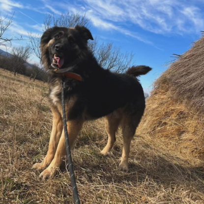 Adopter Magic