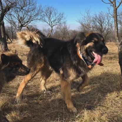 Adopter Magic