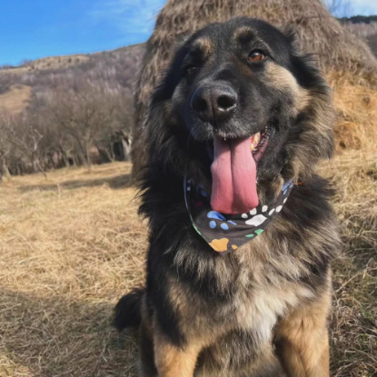 Adopter Magic