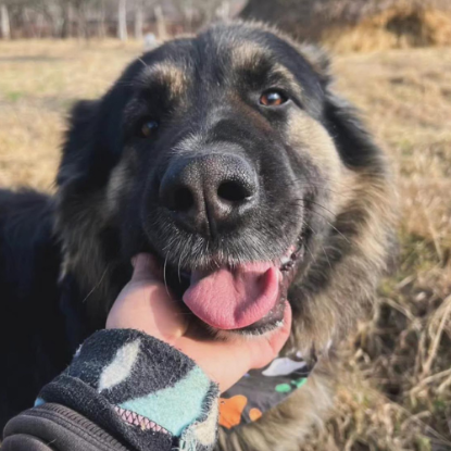 Adoption Magic
