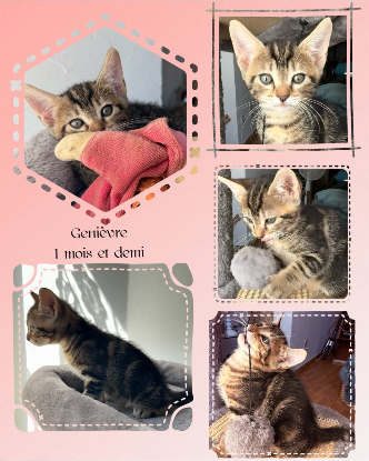Adoption Genievre et zoe
