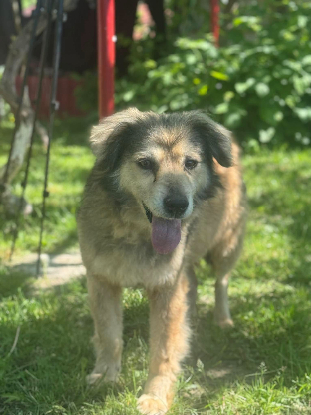 Adopter Cyanne