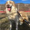 Collie