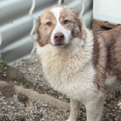 Adopter Collie