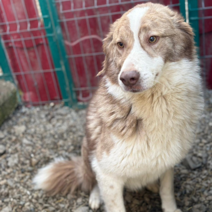 Adopter Collie