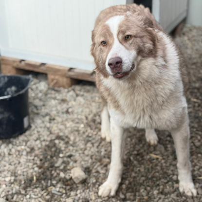 Adoption Collie