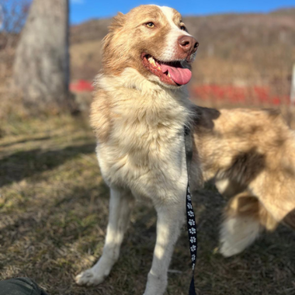 Adoption Collie