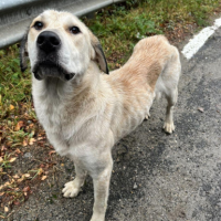 Adopter  chien : Nouma