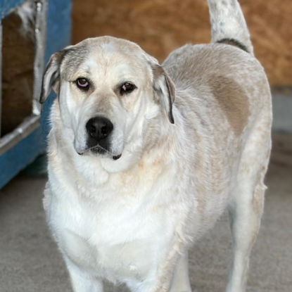 Adoption Nouma
