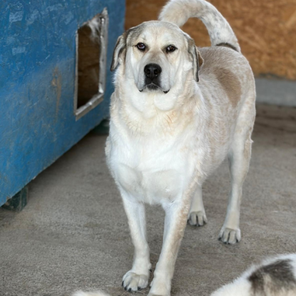 Adoption Nouma