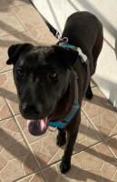 Adopter  chien : Nyxe