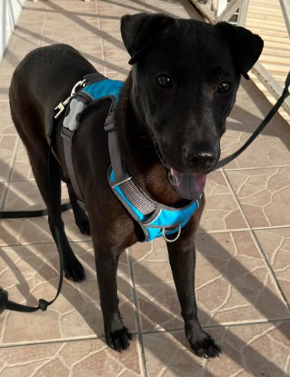 Adopter Nyxe