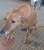 Adopter  chien : Daisy