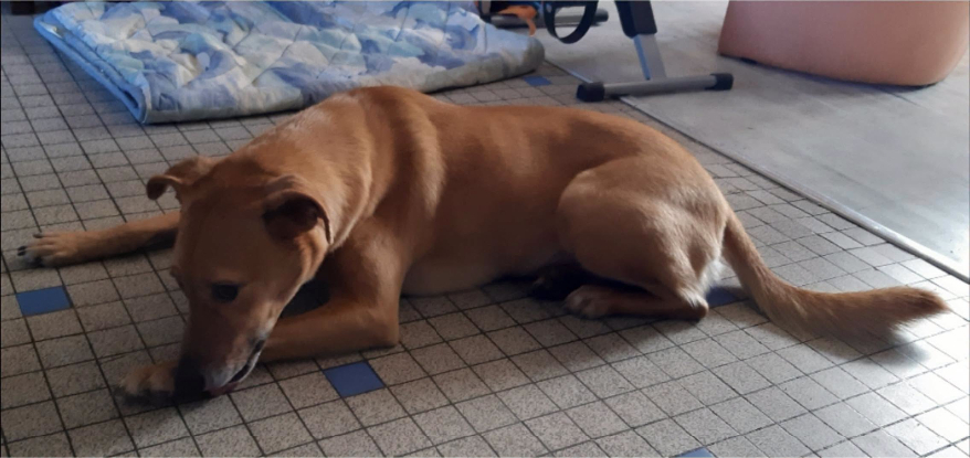 Adopter Daisy