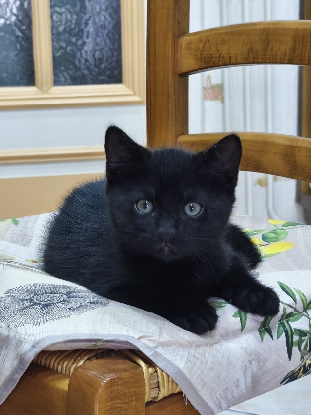 Adopter Babouche