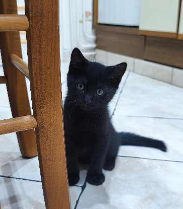 Adopter Babouche