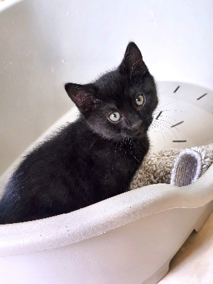 Adopter Babouche