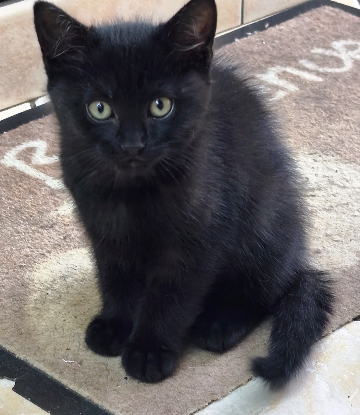 Adoption Babouche