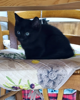 Adoption Babouche