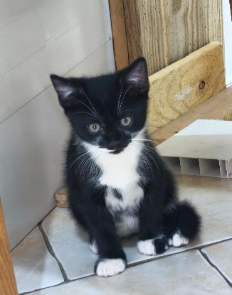 Adopter Birdie