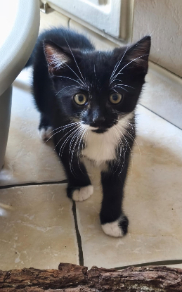 Adopter Birdie