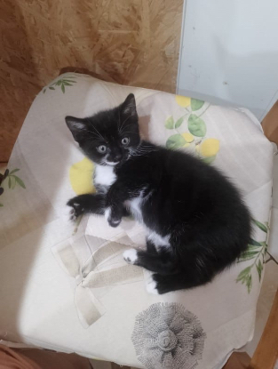 Adoption Birdie
