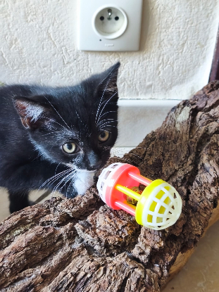 Adoption Birdie
