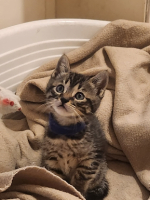 Adopter  chat : Laurel
