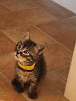 Adopter  chat : Hardy