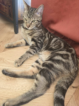 Adopter Floki