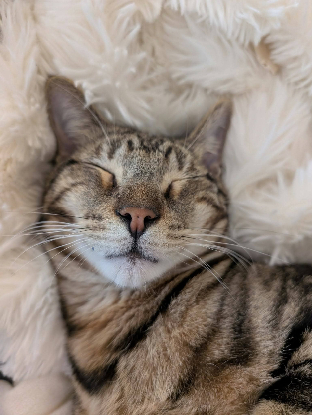 Adopter Floki