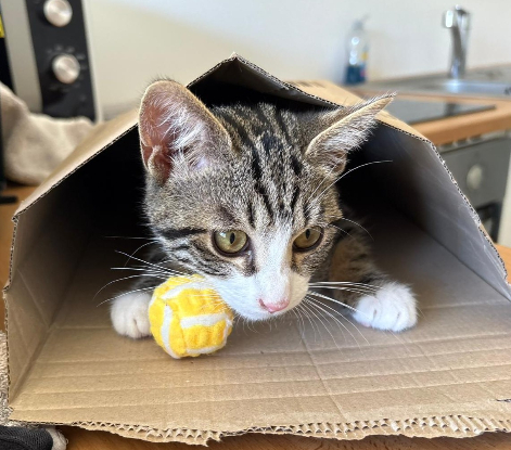 Adopter Snoop
