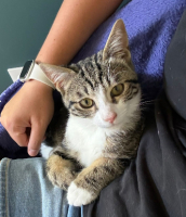 Adopter  chat : Snoop