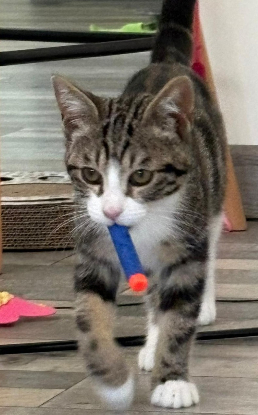 Adopter Snoop