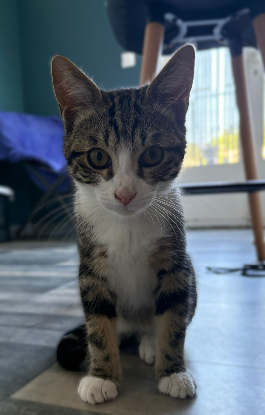 Adoption Snoop