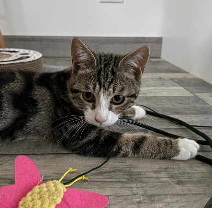 Adoption Snoop