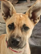 Adopter Arsouille