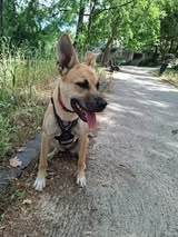 Adopter Arsouille