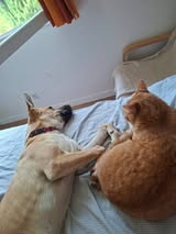 Adopter Arsouille