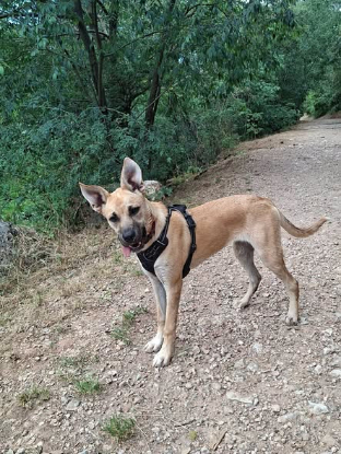Adoption Arsouille
