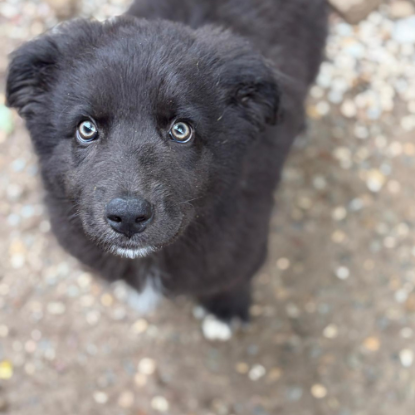 Adopter Oliver