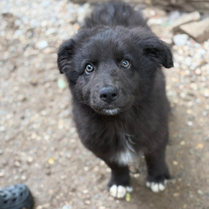 Adoption Oliver