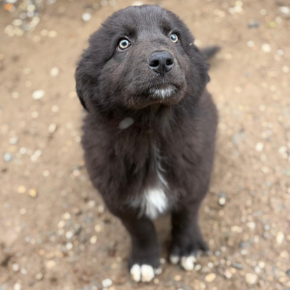 Adoption Oliver