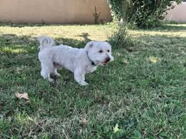 Adopter Looping