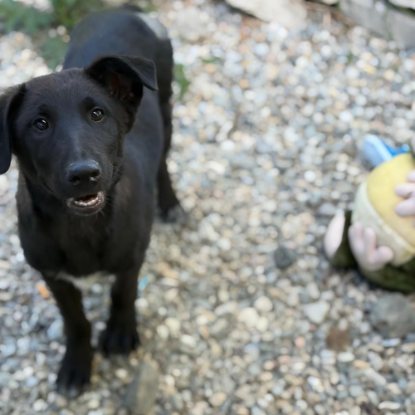 Adopter Kio